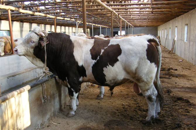 牛羊饲料为什么夏天要补脂肪